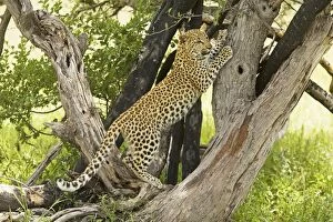 Images Dated 2nd April 2000: Leopard - in tree. Africa