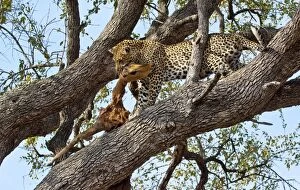 Images Dated 14th September 2009: Leopard - in tree with dead impala