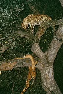 Leopard - in tree with Impala kill - stored high in trees away from competing predators like lions and hyenas - Okavango Delta - Botswana