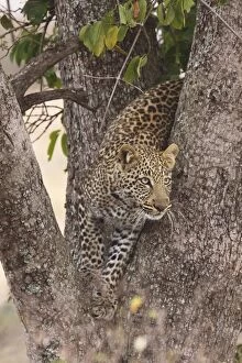 Images Dated 14th August 2010: Leopard - in a tree - Maasai Mara - Kenya