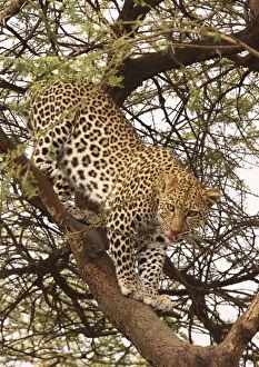 Images Dated 11th February 2011: Leopard - in tree - Ngorongoro Crater Reserve - Serengeti - Tanzania