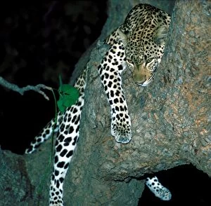 Leopard in tree at night