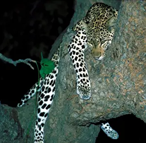 Luangwa Prints: Leopard in tree at night - South Luangwa National Park Zambia