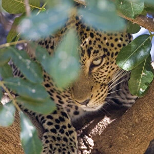 Samburu Gallery: Leopard in tree at Samburu NP, Kenya