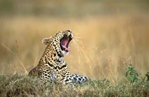Leopard - yawning