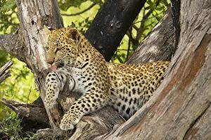 Images Dated 2nd April 2000: Leopard - young, 4 months old in tree. Africa