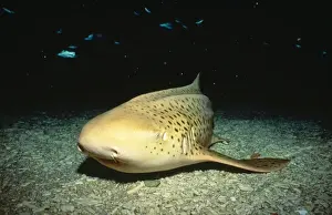 Leopard / Zebra Shark Great Barrier Reef, Australia