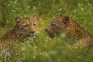 Leopards (Panthera pardus), Kruger National