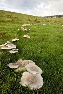 Images Dated 22nd November 2011: Lepista panaeola Fungi - (formerly Lepista luscina)