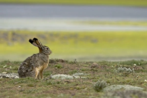 Images Dated 25th June 2009: Lepus starcki
