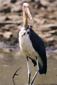 Images Dated 25th November 2005: Lesser Adjutant Stork