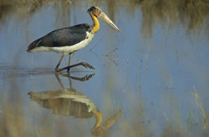 Lesser Adjutant Stork fishing