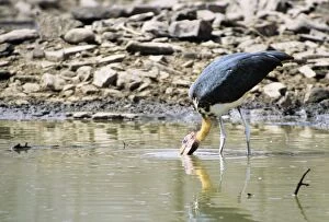 Images Dated 30th November 2005: Lesser Adjutant Stork Panna National Park, India