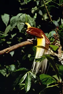Lesser Bird of Paradise