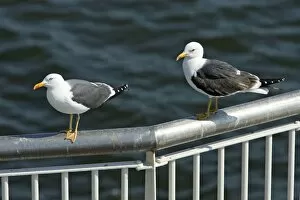 Images Dated 8th June 2008: Lesser Black-Back Gull - 2 birds on ferry railings, Texel, Holland