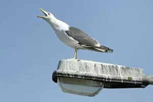 Images Dated 18th August 2009: Lesser black-back Gull - calling from street light pole - Texel - Holland