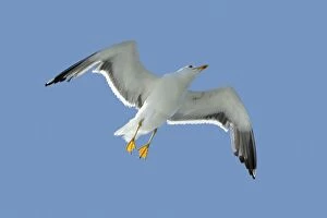 Images Dated 18th August 2009: Lesser black-back Gull - in flight - Texel - Holland