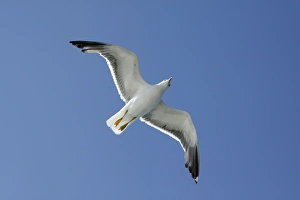 Images Dated 18th August 2009: Lesser black-back Gull - in flight - Texel - Holland