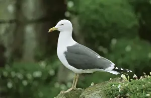 Lesser Black Backed Gull CAN 1297 UK Larus fuscus &copy; John Cancalosi / ARDEA LONDON