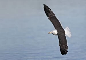 Images Dated 26th July 2008: LESSER BLACK BACKED GULL