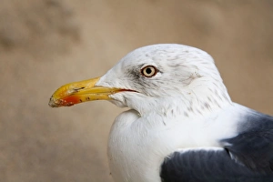 Images Dated 14th November 2007: Lesser Black Backed Gull