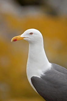 Images Dated 15th May 2008: Lesser Black Backed Gull