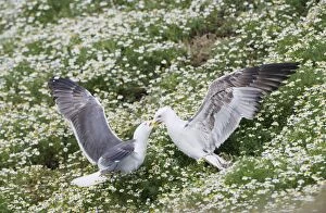 Images Dated 26th June 2009: Lesser Black Backed Gull - adult feeding youngster