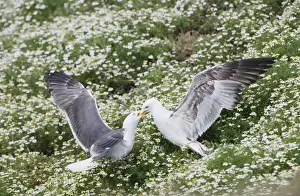 Regurgitating Prints: Lesser Black Backed Gull - adult feeding youngster - Skomer - UK