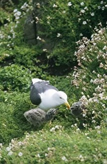 Images Dated 8th February 2006: Lesser Black-backed Gull - adult with young UK