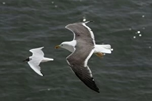 Lesser Black-Backed Gull and Black-headed Gull (Larus ridibundus), In flight over sea