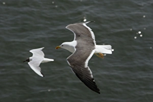 Lesser Black-Backed Gull and Black-headed Gull (Larus ridibundus), In flight over sea Lesser Black-Backed Gull and Black-headed Gull (Larus ridibundus), In flight over sea