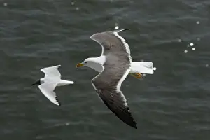 Lesser Black Backed Gull and Black-headed Gull (Larus ridibundus), In flight over sea, Isle of Texel, Holland