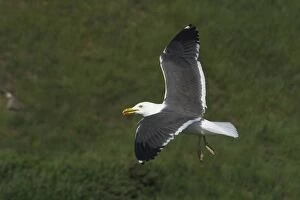 Images Dated 26th June 2005: Lesser Black-backed Gull - In flight, Near Arthur's Seat, Edinburgh, Scotland