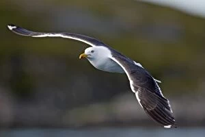 Images Dated 26th July 2008: Lesser Black-backed Gull - in flight - Flatanger - Norway