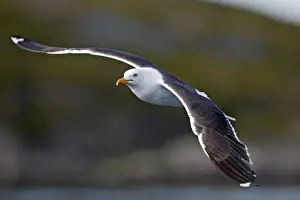 Black Backed Prints: Lesser Black-backed Gull - in flight - Flatanger - Norway