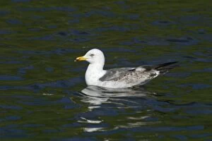 Images Dated 26th June 2005: Lesser Black-backed Gull, immature, swimming. Near Arthur's Seat, Edinburgh, Scotland