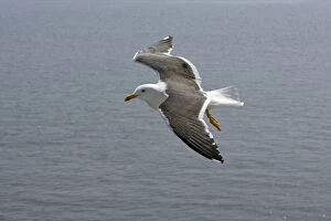 Images Dated 1st July 2006: Lesser Black Backed Gull-in flight over sea, Isle of Texel, Holland