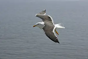 Lesser Black Backed Gull-in flight over sea, Isle of Texel, Holland