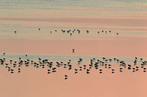 Flamingos Gallery: Lesser Black-backed Gull (Larus fuscus). Resting