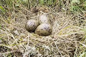 Rspb Prints: Lesser Black-backed Gull - Nest with three eggs, Suffolk, England, UK