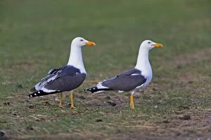 Lesser Black-backed Gull - pair on meadow Island