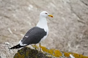 Images Dated 15th May 2008: Lesser Black Backed Gull - on a rock