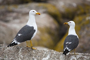 Images Dated 15th May 2008: Lesser Black Backed Gull - on a rock