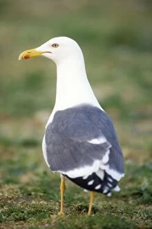 Lesser Black-Backed Gull - single gull standing