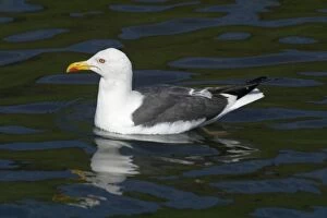 Images Dated 26th June 2005: Lesser Black-backed Gull - Swimming, Near Arthur's Seat, Edinburgh, Scotland