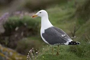 Images Dated 15th May 2008: Lesser Black Backed Gull - amongst thrift