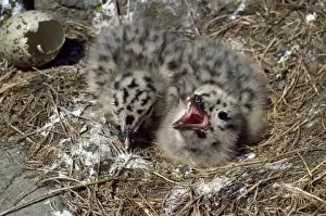 Lesser Black-backed Gull - young in nest