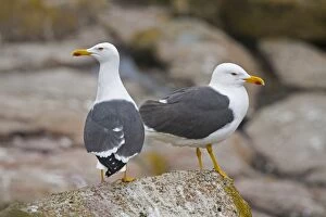 Images Dated 15th May 2008: Lesser Black Backed Gulls