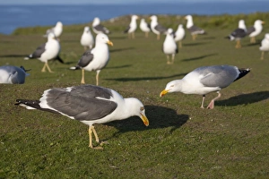 Images Dated 4th June 2006: Lesser Black Backed and Herring Gulls (Larus argentatus) Skokholm - Wales
