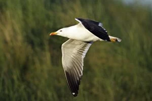 Images Dated 19th June 2005: Lesser Black Back Gull - In flight Isle of Texel, Holland